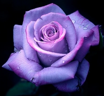 rosa viola | Liberi di Essere